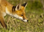 Rotfuchs-Portrait-08_08_2016.jpg