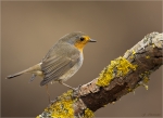Rotkehlchen-Erithacus_rubecula-07_02_2017.jpg