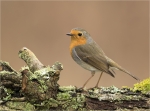 Rotkehlchen-Erithacus_rubecula-Maerz_2018.jpg