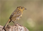 Rotkehlchen-Jungvogel-12_08_2015.jpg