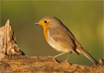 Rotkehlchen-european_robin-11_10_2015.jpg