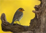 Rotkehlchen-european_robin-13_09_2016.jpg