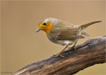 Rotkehlchen-european_robin-19_12_2017.jpg