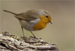 Rotkehlchen-european_robin-20_03_2016.jpg