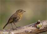 Rotkehlchen-european_robin-Jungvogel_2015.jpg