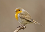 Rotkehlchen-european_robin-Maerz_2016.jpg