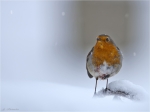 Rotkehlchen-european_robin-im_Schnee-10_01_2017.jpg