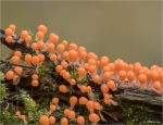 Rotkoepfiger_Schleimpilz-Trichia_Decipiens_Macbride-30_10_2016.jpg
