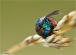 Sand_Goldwespe-Hedychrum_nobile-17_07_2016-schlafend.jpg