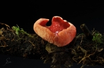 Scharlachroter_Kelchbecherling-Sarcoscypha_coccinea.jpg
