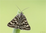 Scheck-Tageule-Euclidia_Callistege.jpg