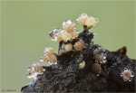 Schleimpilz-Physarum_leucophaeum-31_10_2016.jpg