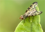 Schmuckfliege-Otites_centralis-April_2020.jpg