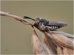 Schuppenhaarige_Kegelbienen-Coelioxys_afra~0.jpg
