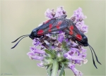 Sechsfleck_Widderchen-Zygaena_filipendulae-Juli_2015.jpg