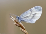 Senfweissling-Leptidea_sinapis-02_07_2015.jpg