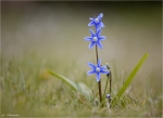 Sibirischer_Blaustern-Scilla_siberica-April_2015.jpg