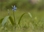 Sibirischer_Blaustern-Scilla_siberica.jpg