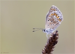 Sonnenroeschen_Blaeuling-Aricia_agestis-01_08_2015.jpg