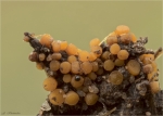 Spindelsporiger_Becherling-Byssonectria_fusispora-auf_Pferdemist.jpg