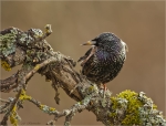 Star-03_02_2017-Starling.jpg
