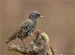 Star-Starling-01_02_2017.jpg