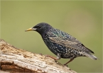 Star-Starling-24__Maerz_2016.jpg