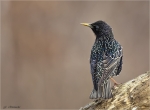 Star-Starling-29_03_2016.jpg