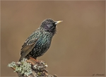 Star-Starling-Februar_2017.jpg