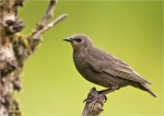 Star-Starling-Jungvogel_aus_2016.jpg