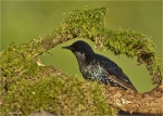Star-Starling-Licht_und_Schatten-29_07_2016.jpg