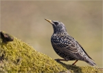 Star-Starling-Maerz_2016.jpg