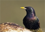Star-Starling-im_Prachtkleid-2016.jpg