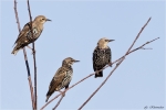 Stare-Jungvoegel.jpg