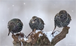 Stare_im_Winter.jpg