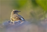 Steinschmaetzer-Jungvogel-northern_wheatear.jpg