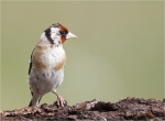 Stieglitz-Distelfink-european_goldfinch-2015.jpg