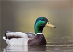 Stockente-mallard-Erpel.jpg