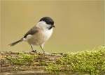 Sumpfmeise-Poecile_palustris-23_10_2017.jpg
