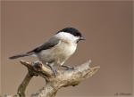 Sumpfmeise-Poecile_palustris-Nonnenmeise-16_02_2018.jpg