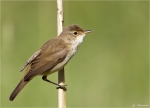 Teichrohrsaenger-reed_warbler-14_05_2015.jpg