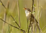 Teichrohrsaenger-reed_warbler-15_05_2017.jpg