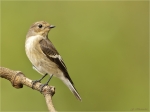 Trauerschnaepper-European_Pied_Flycatcher-29_August_2016.jpg