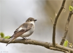 Trauerschnaepper-Ficedula_hypoleuca-12_April_2015.jpg