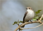 Trauerschnaepper-Ficedula_hypoleuca-April_2015.jpg