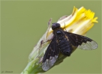 Trauerschweber-Hemipenthes_morio-18_06_2016.jpg