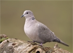 Tuerkentaube-Streptopelia_decaocto-05_03_2016.jpg