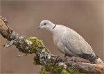 Tuerkentaube-collared_dove-09_Februar_2017.jpg