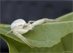 Veraenderliche_Krabbenspinne.jpg