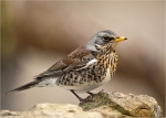 Wacholderdrossel-25_Januar_2017-Turdus_pilaris.jpg